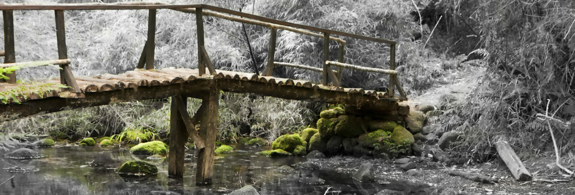 Small wooden bridge over a stream in a forest