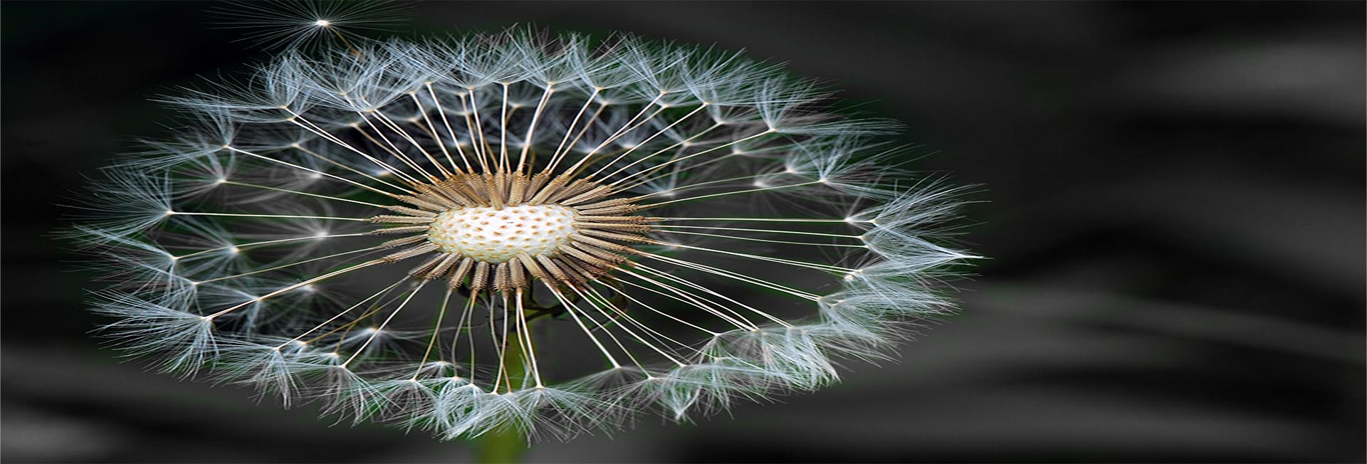 WEB 1920x652 Graycolor 2761567