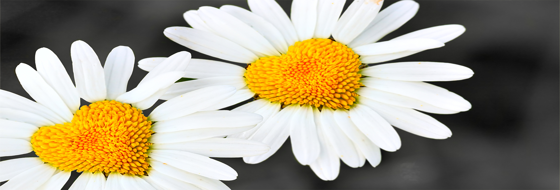Two daisies with heart in center close-up