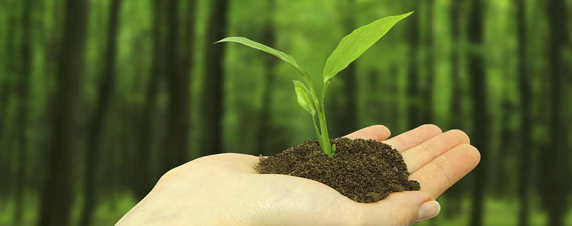 plant in hand on  forest